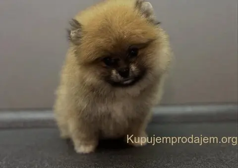 Štene pomeranskog špica uzrasta 3 meseca - 3/9