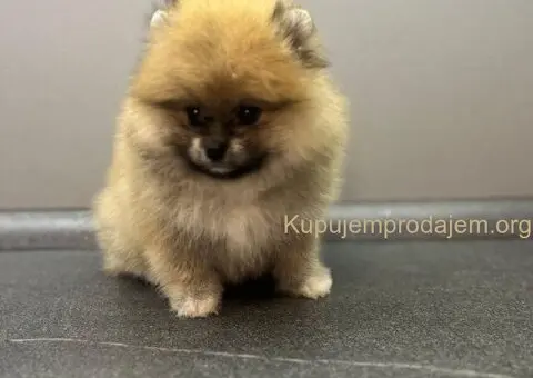 Štene pomeranskog špica uzrasta 3 meseca - 4/9