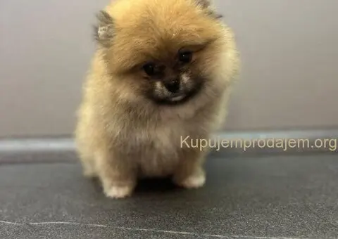 Štene pomeranskog špica uzrasta 3 meseca - 5/9