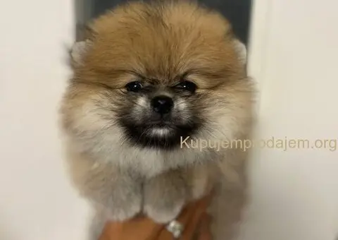 Štene pomeranskog špica uzrasta 3 meseca - 6/9
