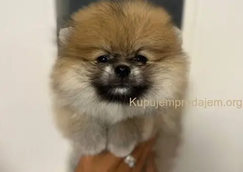 Štene pomeranskog špica uzrasta 3 meseca - 7/9