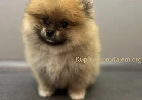Štene pomeranskog špica uzrasta 3 meseca - 8/9