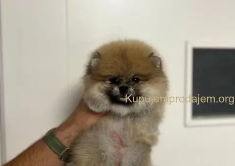 Štene pomeranskog špica uzrasta 3 meseca - 9/9