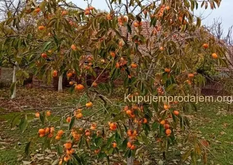 Kuća u kikindi na izuzetnoj lokaciji - 3/9