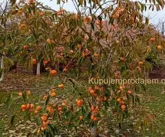 Kuća u kikindi na izuzetnoj lokaciji
