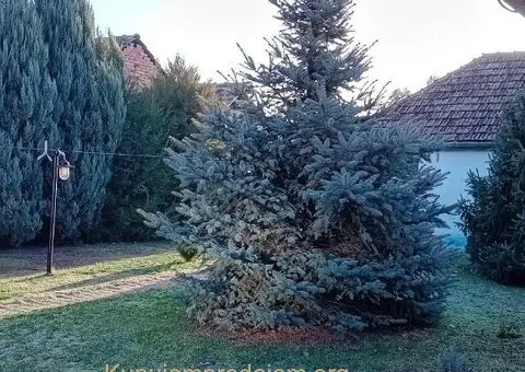 Kuća u kikindi na izuzetnoj lokaciji - 6/9