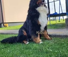 Bernski planinski pas - štenci