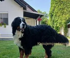 Bernski planinski pas - štenci