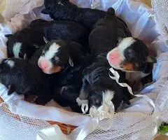 Bernski planinski pas - štenci