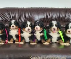 Bernski planinski pas - štenci