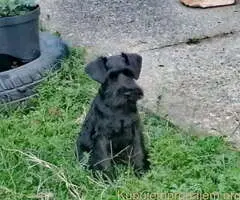 Prodajem šnaucere crne boje