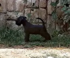 Prodajem šnaucere crne boje