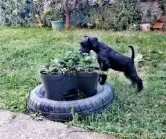 Prodajem šnaucere crne boje