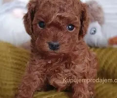 Najmanje pudle, od najlepsih roditelja