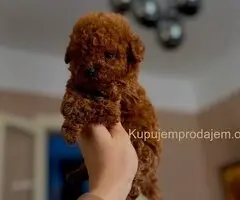 Najmanje pudle, od najlepsih roditelja