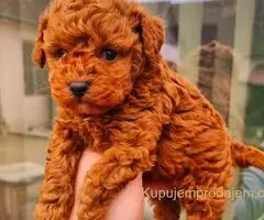 Najmanje pudle, od najlepsih roditelja