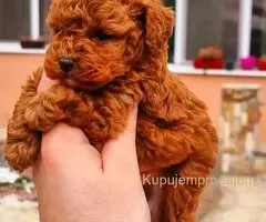 Najmanje pudle, od najlepsih roditelja