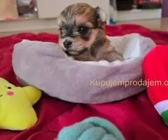 Havanski bišon štenci