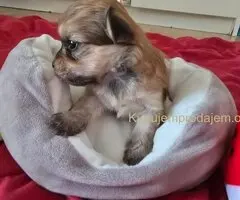 Havanski bišon štenci