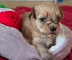 Havanski bišon štenci