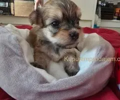 Havanski bišon štenci