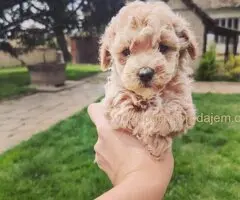 Maltipoo štenci