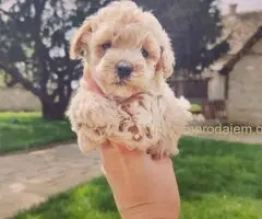 Maltipoo štenci