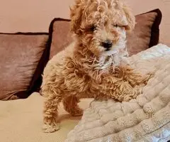Maltipoo štenci