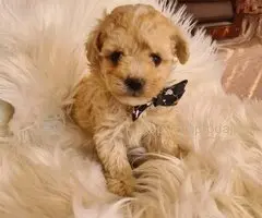 Maltipoo štenci