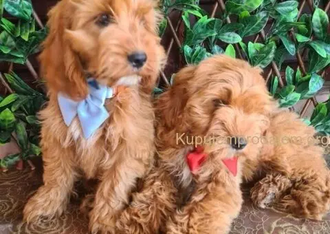 Labradoodle prelepi štenci - 1/5