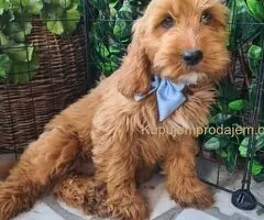 Labradoodle prelepi štenci