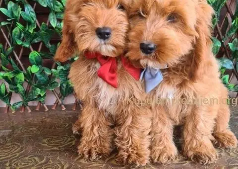 Labradoodle prelepi štenci - 3/5