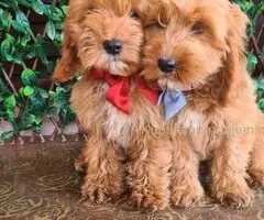 Labradoodle prelepi štenci