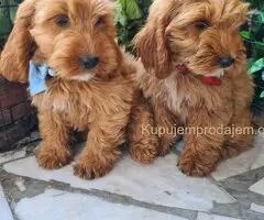 Labradoodle prelepi štenci