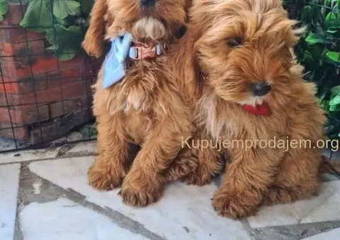 Labradoodle prelepi štenci - 5/5