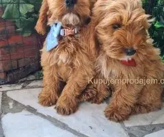 Labradoodle prelepi štenci