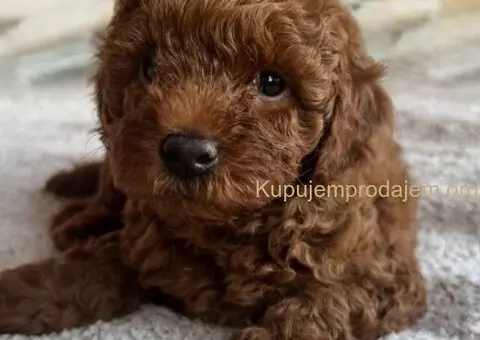 Prelepe crvene pudle na prodaju - 1/15