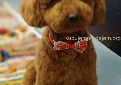 Prelepe crvene pudle na prodaju - 2/15