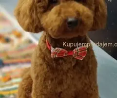 Prelepe crvene pudle na prodaju