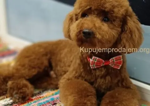 Prelepe crvene pudle na prodaju - 3/15