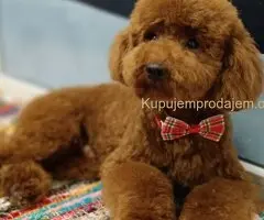 Prelepe crvene pudle na prodaju