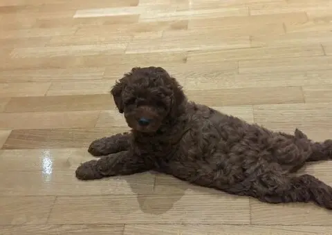 Prelepe crvene pudle na prodaju - 4/15