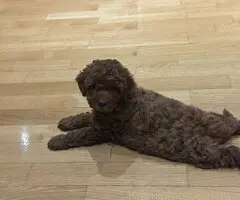 Prelepe crvene pudle na prodaju