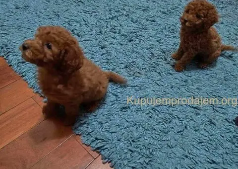 Prelepe crvene pudle na prodaju - 5/15