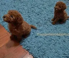 Prelepe crvene pudle na prodaju