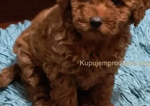 Prelepe crvene pudle na prodaju - 6/15