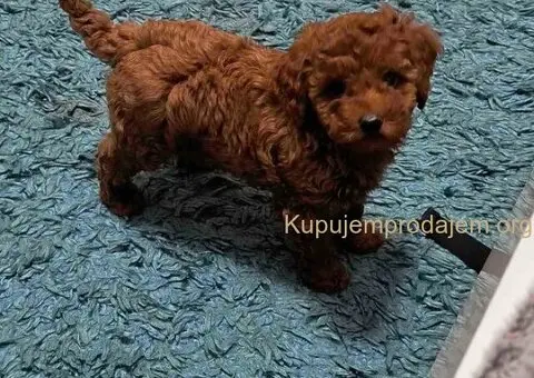 Prelepe crvene pudle na prodaju - 7/15