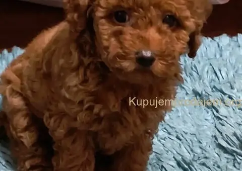 Prelepe crvene pudle na prodaju - 8/15