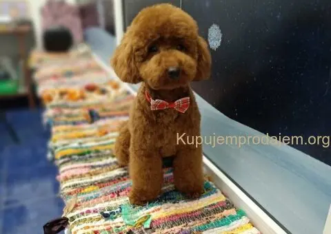 Prelepe crvene pudle na prodaju - 9/15