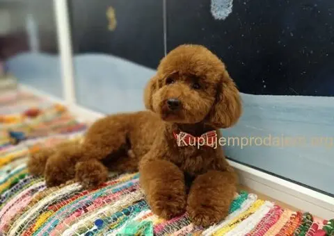 Prelepe crvene pudle na prodaju - 10/15